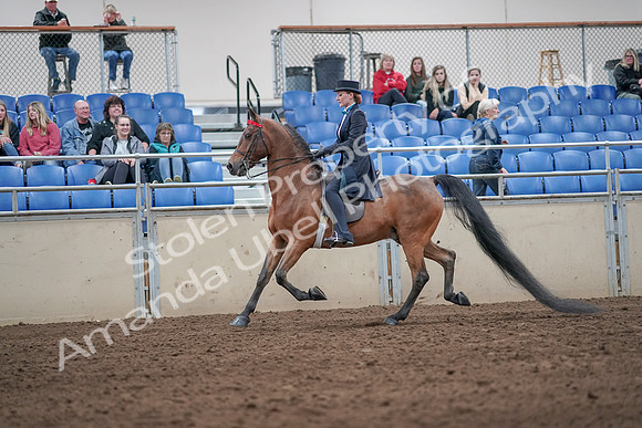 2019 Morgan Horse Show - Aug 31, 2019 - 19922
