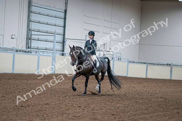 2020 - AB Morgan Horse - Fri, Sept 04 - 06152