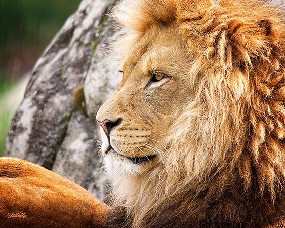 Big Cats - 028