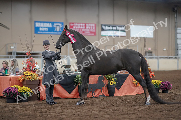 2019 Morgan Horse Show - Aug 31, 2019 - 02091