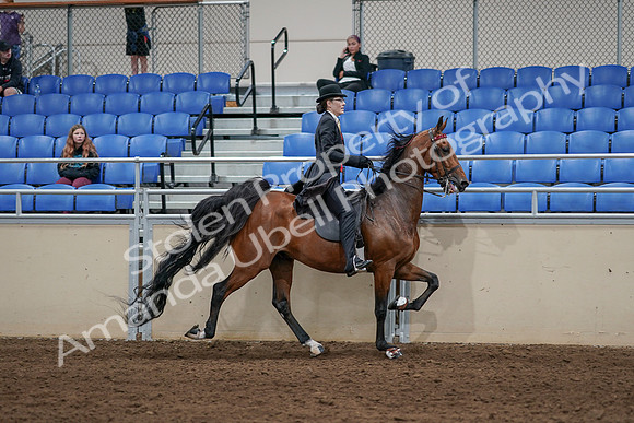 2020 - AB Morgan Horse - Sat, Sept 05 - 06770