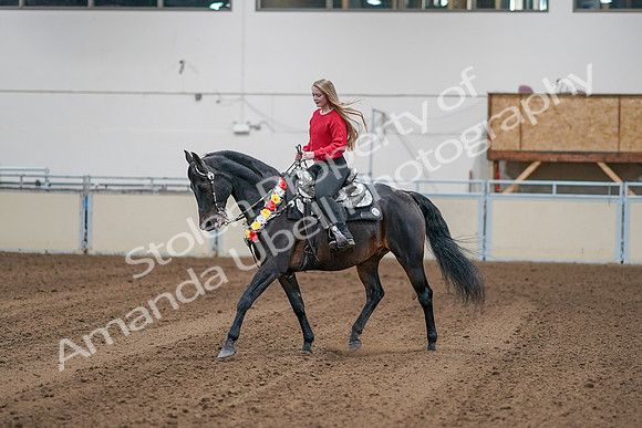 2020 - AB Morgan Horse - Sat, Sept 05 - 10381