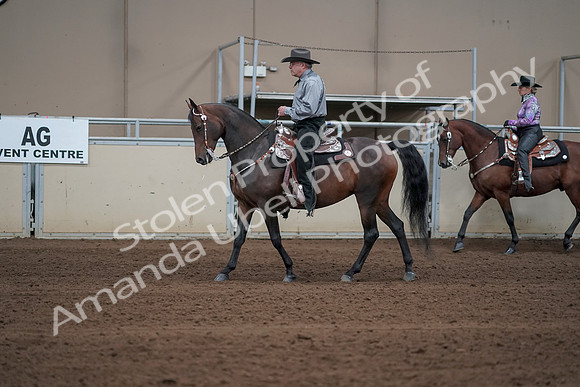 2019 Morgan Horse Show - Sept 01, 2019 - 06856