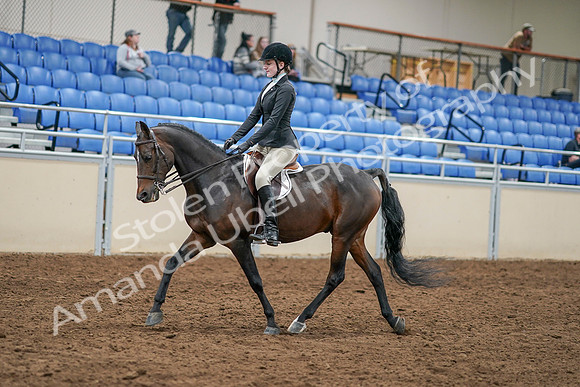 2020 - AB Morgan Horse - Sat, Sept 05 - 14209
