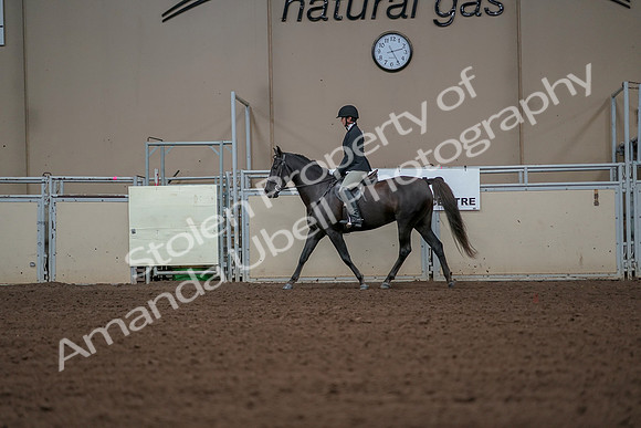 2019 Morgan Horse Show - Aug 30, 2019 - 14950
