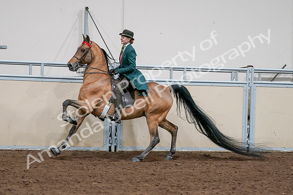 2020 - AB Morgan Horse - Sat, Sept 05 - 13804