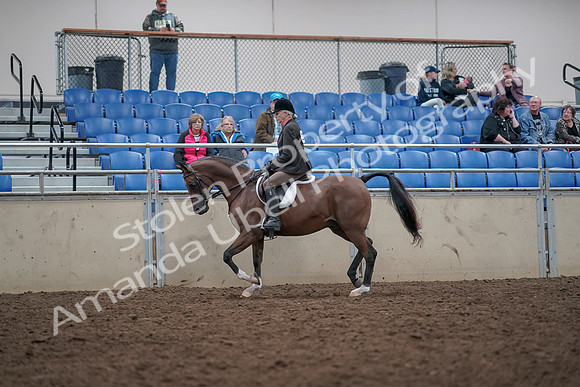 2019 Morgan Horse Show - Aug 31, 2019 - 15862