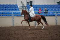 2019 Morgan Horse Show - Aug 31, 2019 - 17863