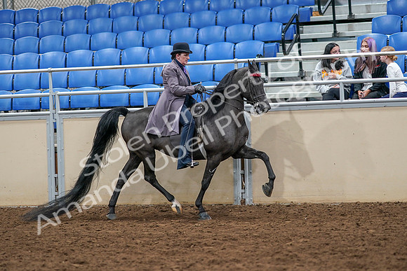 2020 - AB Morgan Horse - Sat, Sept 05 - 13991