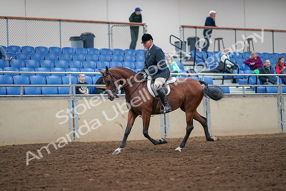2019 Morgan Horse Show - Aug 30, 2019 - 16278