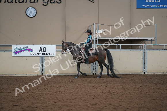 2019 Morgan Horse Show - Aug 30, 2019 - 25974