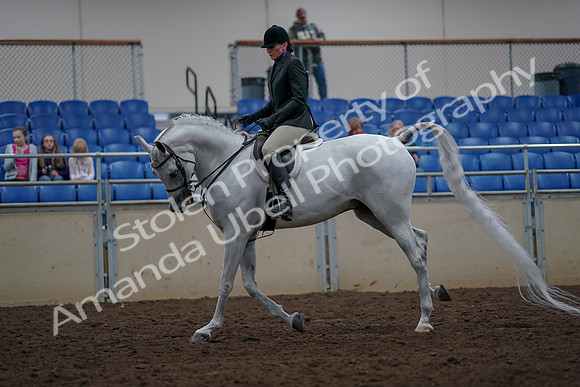 2019 Morgan Horse Show - Aug 31, 2019 - 16022