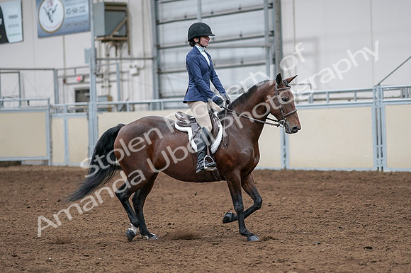 2020 - AB Morgan Horse - Fri, Sept 04 - 05971