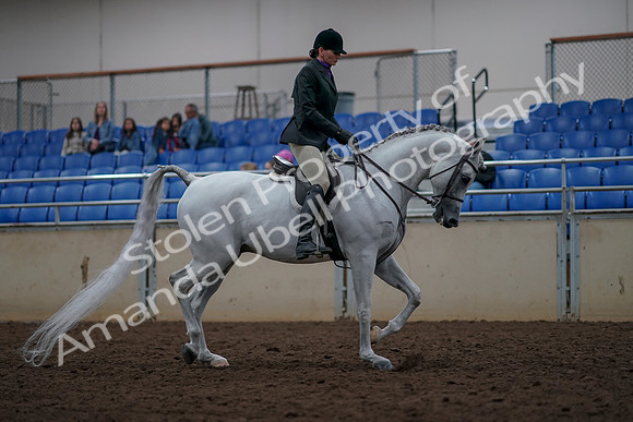 2019 Morgan Horse Show - Aug 31, 2019 - 16147