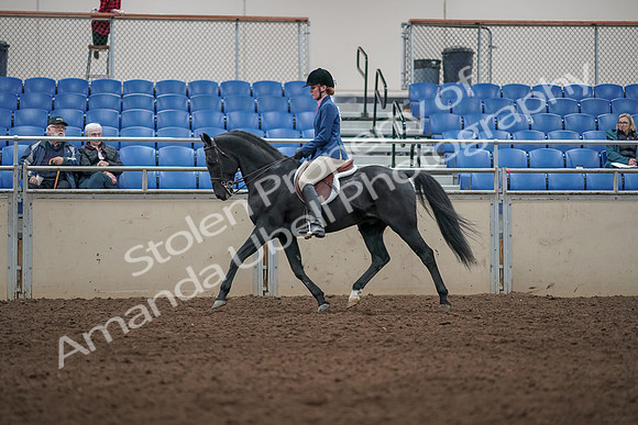 2019 Morgan Horse Show - Aug 31, 2019 - 07287