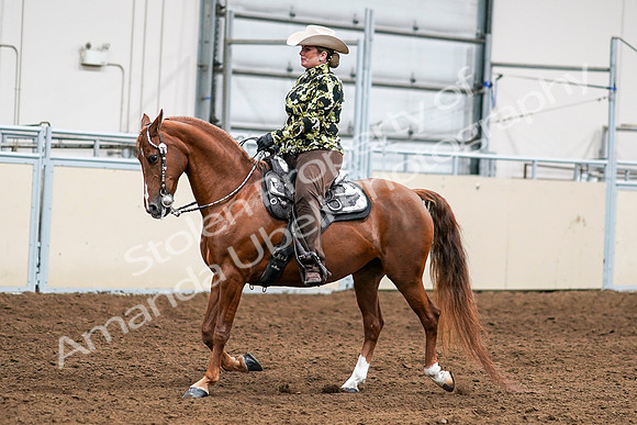 2020 - AB Morgan Horse - Sat, Sept 05 - 08990