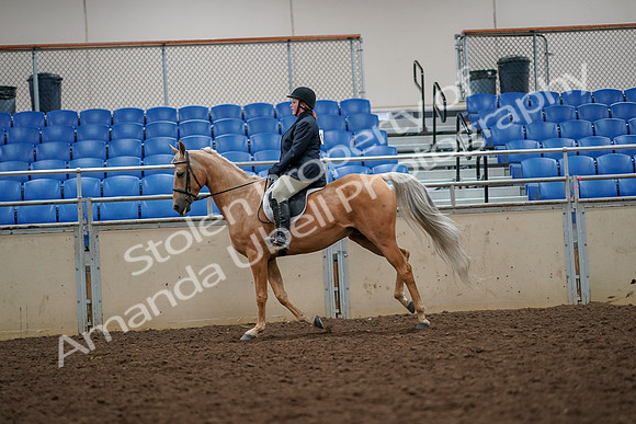 2019 Morgan Horse Show - Aug 30, 2019 - 22376