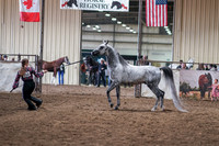 074 - Arabian Performance Halter Stallions 3 & Over