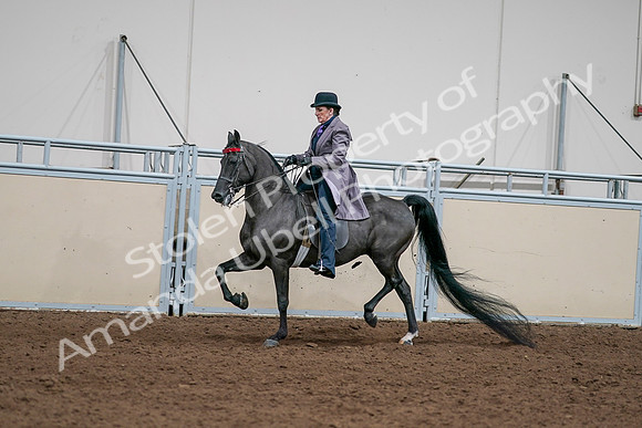 2020 - AB Morgan Horse - Sat, Sept 05 - 13707