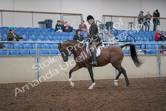 2019 Morgan Horse Show - Aug 31, 2019 - 15960