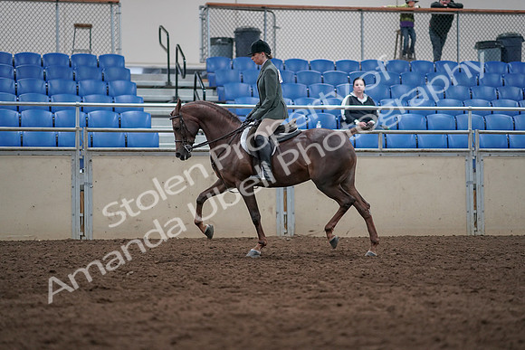 2019 Morgan Horse Show - Sept 01, 2019 - 08630