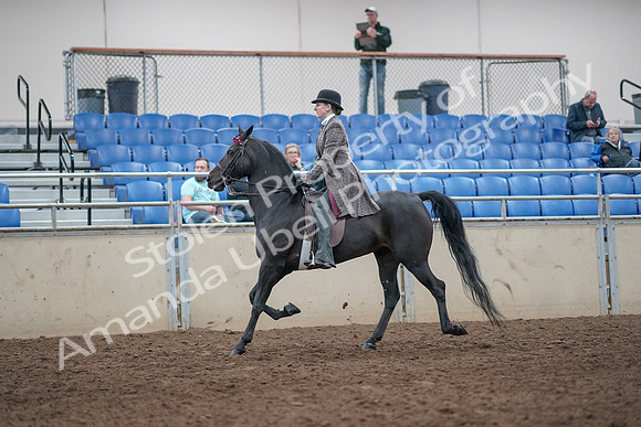2019 Morgan Horse Show - Aug 31, 2019 - 08509