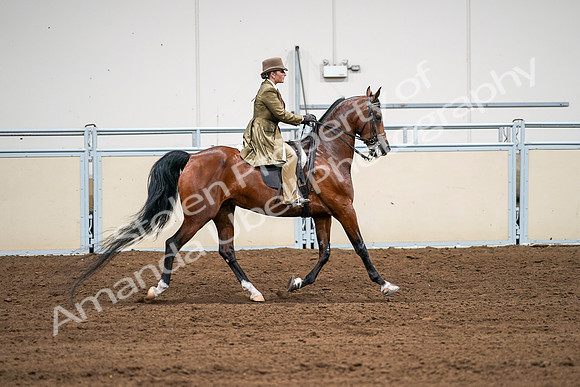 2020 - AB Morgan Horse - Sat, Sept 05 - 08211