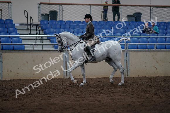 2019 Morgan Horse Show - Sept 01, 2019 - 08566