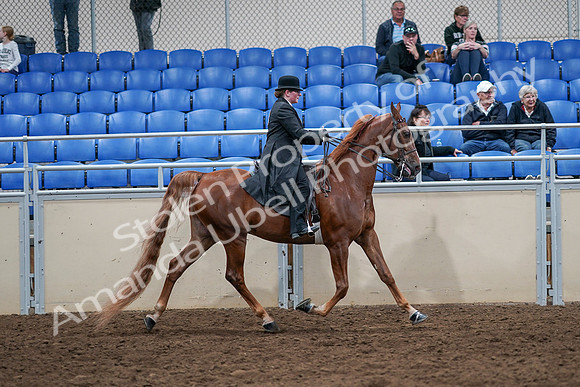 2020 - AB Morgan Horse - Sat, Sept 05 - 08279