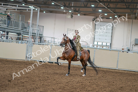 2020 - AB Morgan Horse - Sat, Sept 05 - 07927