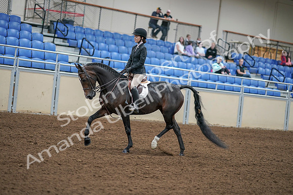 2020 - AB Morgan Horse - Fri, Sept 04 - 05815