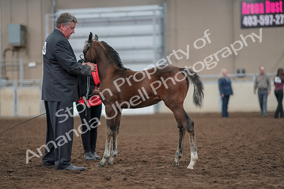 2019 Morgan Horse Show - Aug 31, 2019 - 00399