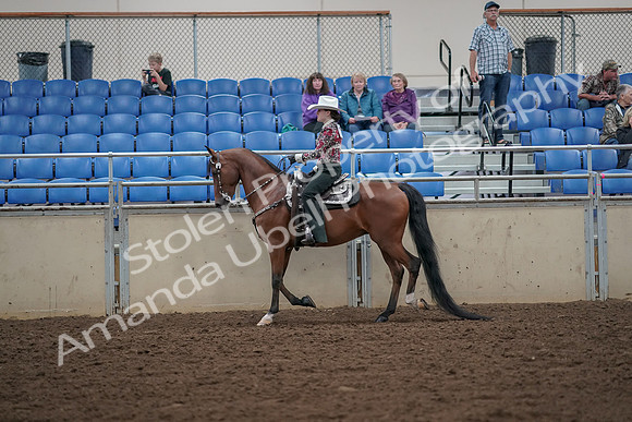 2019 Morgan Horse Show - Aug 30, 2019 - 25930