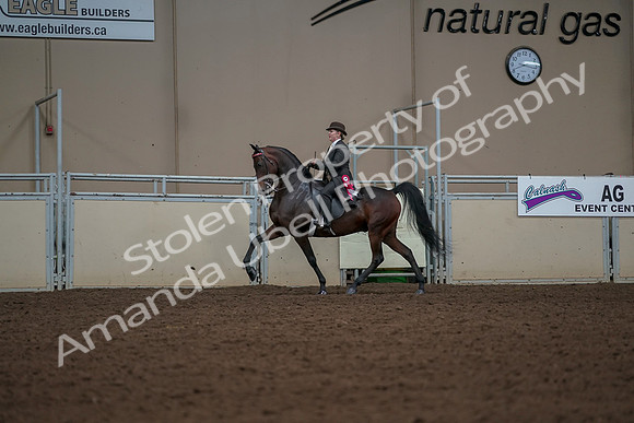 2019 Morgan Horse Show - Aug 30, 2019 - 28312