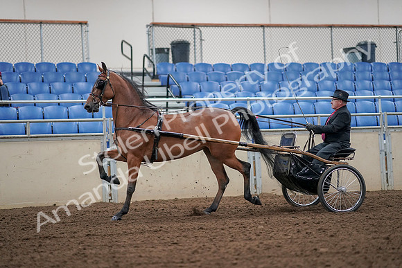 2019 Morgan Horse Show - Aug 30, 2019 - 13198