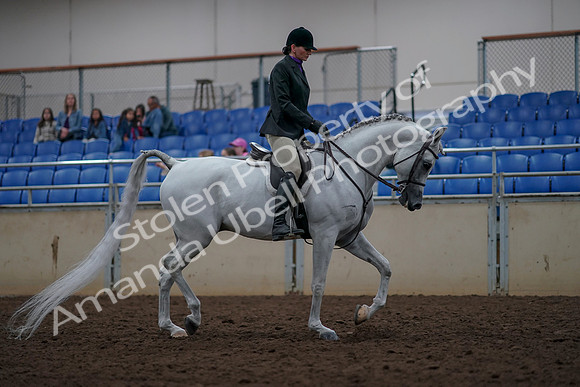 2019 Morgan Horse Show - Aug 31, 2019 - 16148