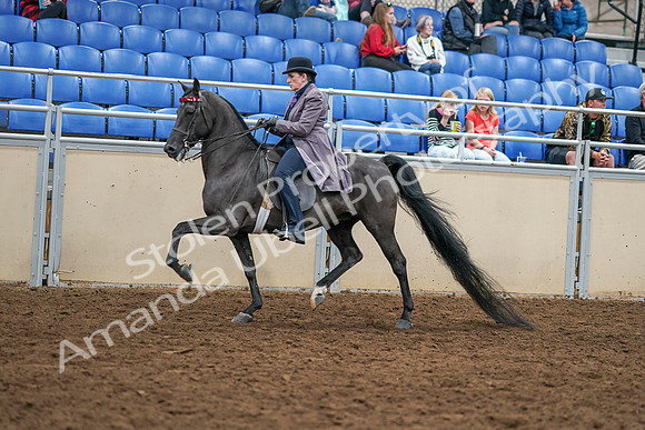 2020 - AB Morgan Horse - Sat, Sept 05 - 13756