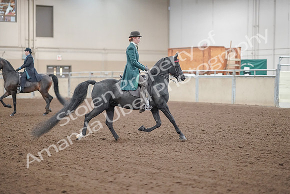 2019 Morgan Horse Show - Aug 30, 2019 - 15634