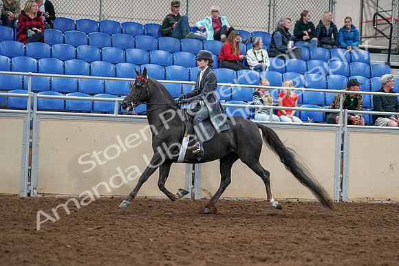 2020 - AB Morgan Horse - Sat, Sept 05 - 13726