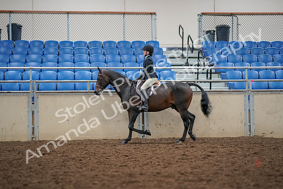 2019 Morgan Horse Show - Aug 30, 2019 - 23135