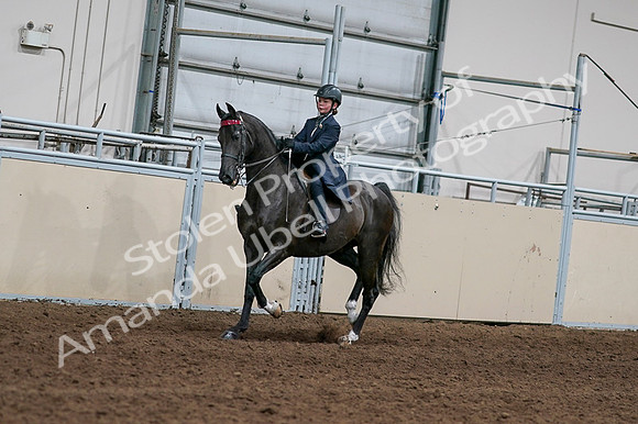 2020 - AB Morgan Horse - Fri, Sept 04 - 03000