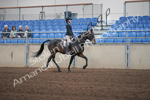 2019 Morgan Horse Show - Sept 01, 2019 - 03811