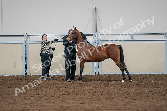 2020 - AB Morgan Horse - Fri, Sept 04 - 07622