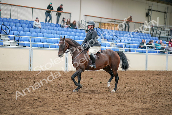 2020 - AB Morgan Horse - Sat, Sept 05 - 14296