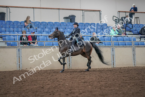 2019 Morgan Horse Show - Aug 30, 2019 - 15533