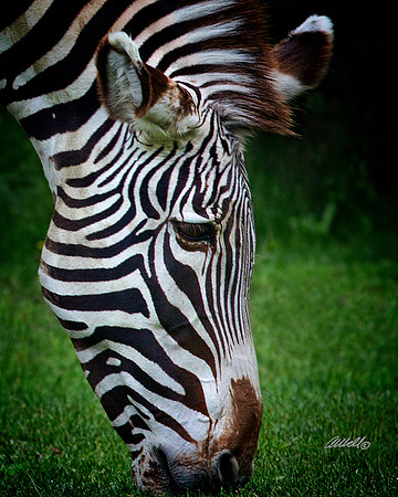 Zoo - 018