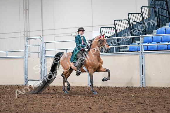 2020 - AB Morgan Horse - Sat, Sept 05 - 14018