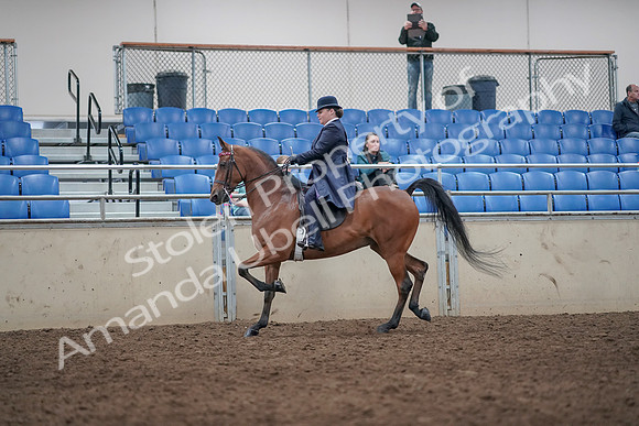 2019 Morgan Horse Show - Aug 31, 2019 - 08650