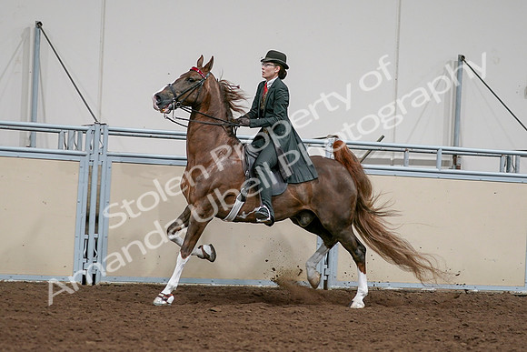 2020 - AB Morgan Horse - Sat, Sept 05 - 13041