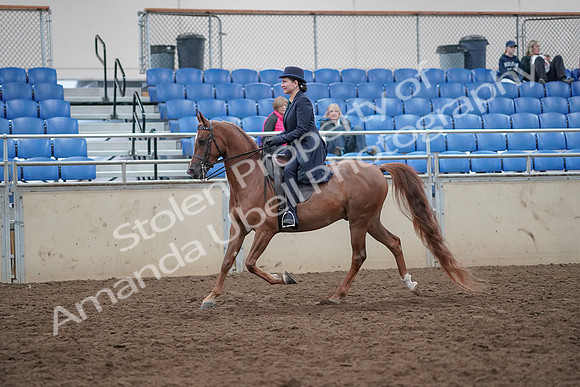 2019 Morgan Horse Show - Aug 31, 2019 - 16911